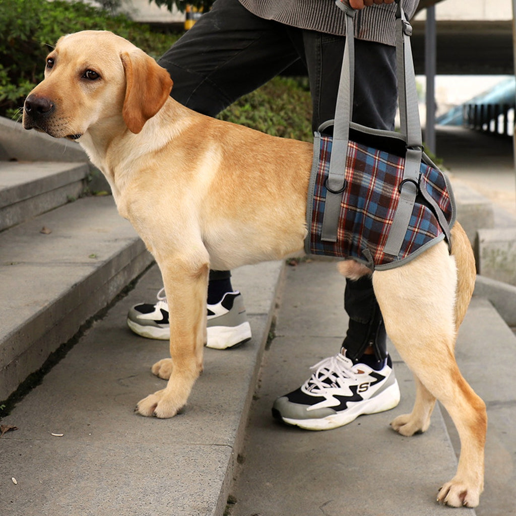 Rear-Support Mobility Harness for Senior Dogs