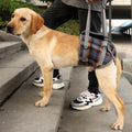 Rear-Support Mobility Harness for Senior Dogs